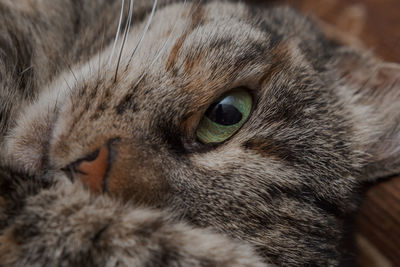 Close-up portrait of a cat