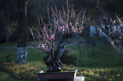 Purple flowering plants in park