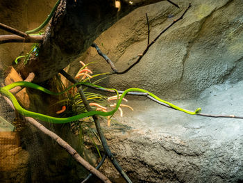 Close-up of lizard on tree