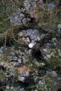 High angle view of mushrooms growing on field