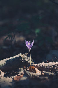 Close-up of purple flower