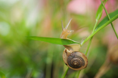 Close-up of snail on plant