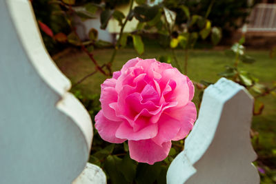 Close-up of pink rose