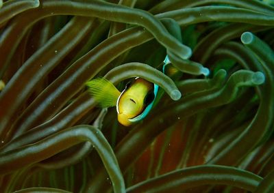 Close-up of fish swimming in sea