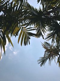 Low angle view of palm tree against sky