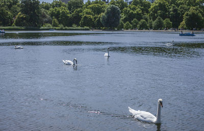 Swans swimming in lake