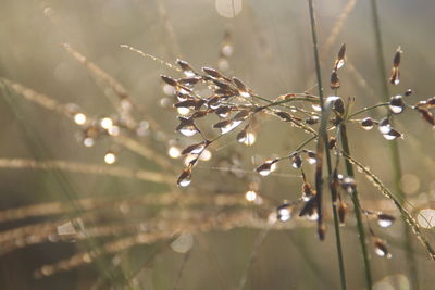 Close-up of wet plant during rainy season