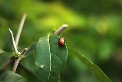 Close-up of ladybug on plant