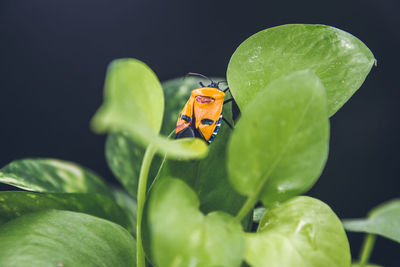 Close-up of insect on leaf