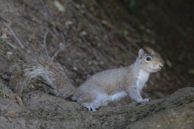 High angle view of squirrel on ground