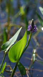 Close-up of purple flowering plant