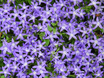 Full frame shot of purple flowering plants