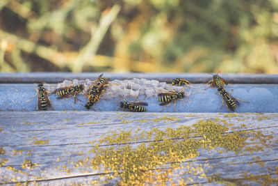 Close-up of insect on ground