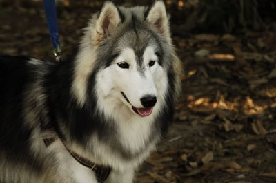 Close-up portrait of dog