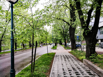 Trees in park
