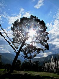 Low angle view of tree against sky