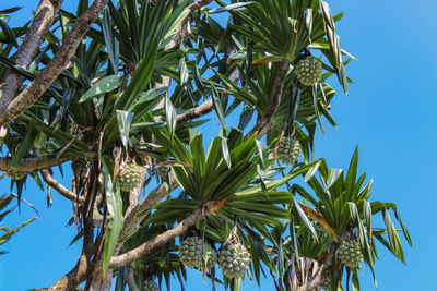 Low angle view of tree against blue sky