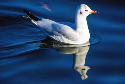 Close-up of duck swimming in lake