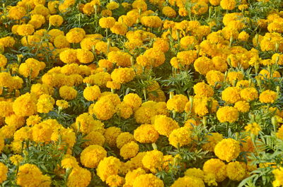 Full frame shot of yellow flowering plants