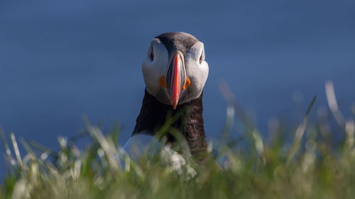 Close-up of puffin perching on grassy field