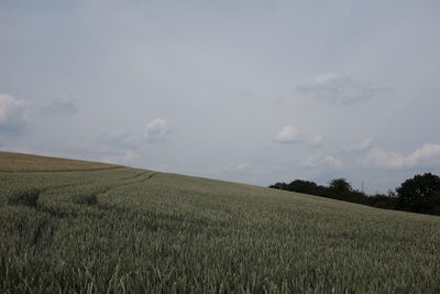 Scenic view of agricultural field against sky