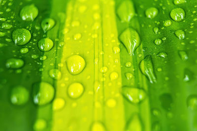 Close-up of raindrops on green leaves