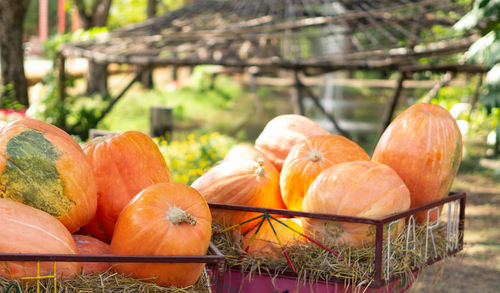 Close-up of pumpkins in market