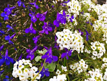 Close-up of purple flowers