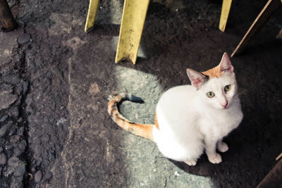 High angle portrait of cat