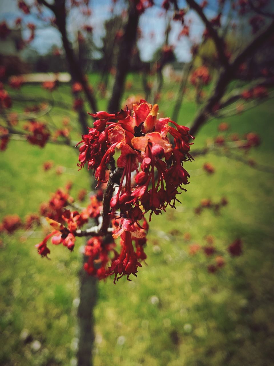 CLOSE UP OF RED FLOWERING PLANT