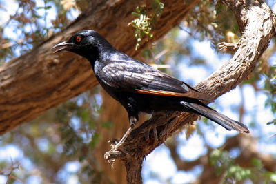 Low angle close-up of bird perching on tree