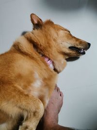 animal