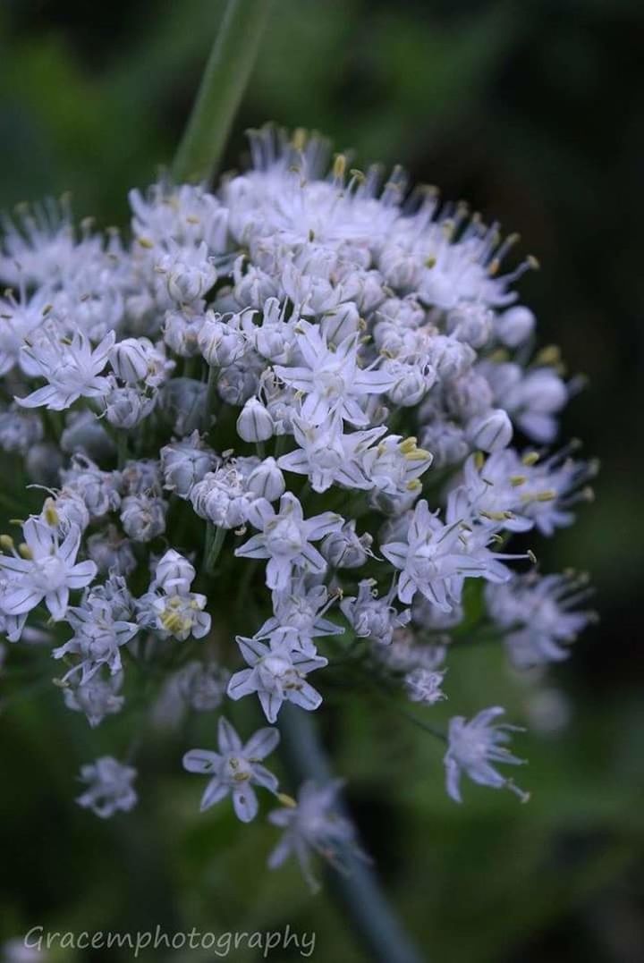 CLOSE-UP OF PURPLE FLOWERS BLOOMING