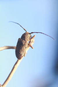 Close-up of insect on twig