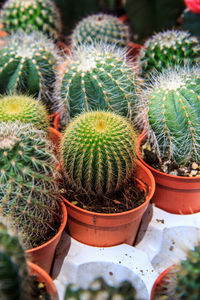 High angle view of succulent plants in pot