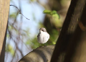 Close-up of bird perching on tree