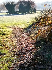 Man walking on field by trees against sky