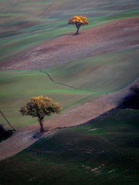 High angle view of trees on field