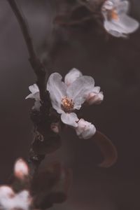 Close-up of flowering plant