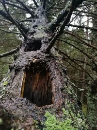 Close-up of tree trunk in forest