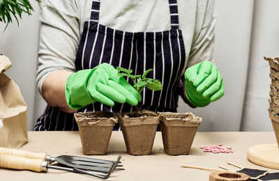 A woman in green gloves grows plants in paper cups. plant growing at home