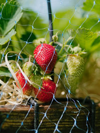 Close-up of strawberries