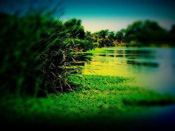 Reflection of trees in lake