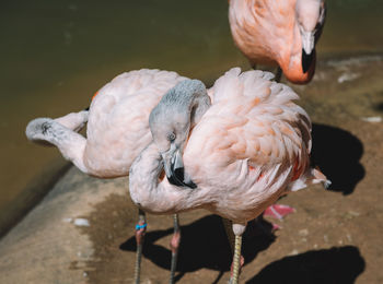 Flamingos at lakeshore on sunny day