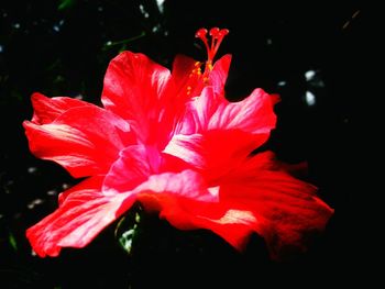 Close-up of red flower against black background