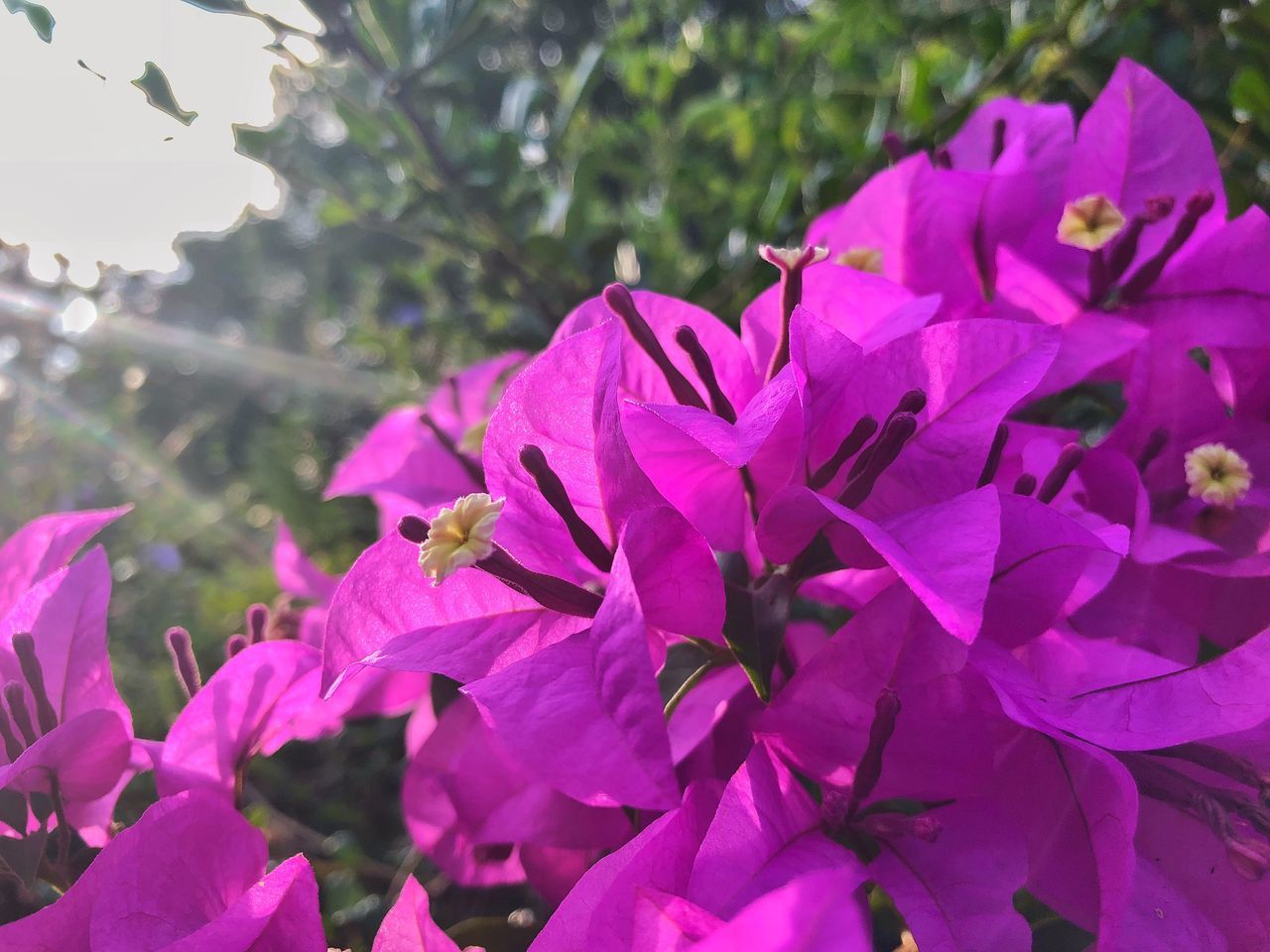 CLOSE-UP OF PINK BOUGAINVILLEA FLOWERS