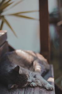 Close-up of cat sleeping at home