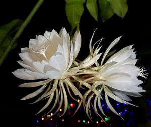 Close-up of white flowers