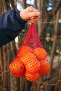 Close-up of hand holding orange fruit hanging on tree