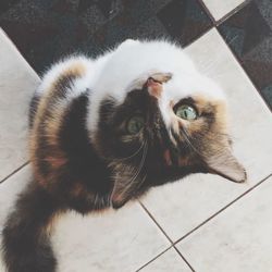 High angle portrait of cat sitting on floor